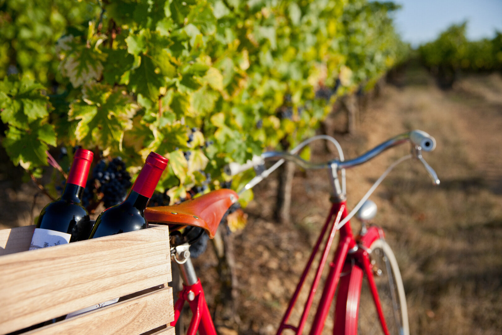 Best 5 Wine Bike Tours through France's vineyards & beyond