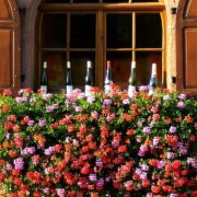 Visiter l'Alsace en 3 jours : les plus beaux villages et la route des vins - 2026 - 42 - - Visiter l'Alsace en 3 jours : les plus beaux villages et la route des vins - 2026 - 41