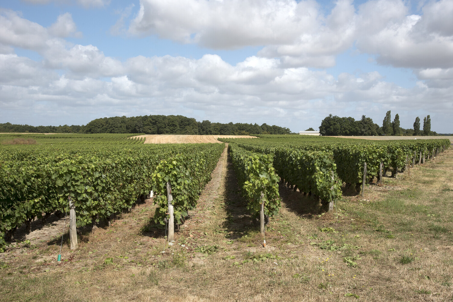Visiter Blois : Découvrir la ville à pied et les meilleures balades - 2026 - 21 - visiter blois visiter blois - Visiter Blois : Découvrir la ville à pied et les meilleures balades - 2026 - 20