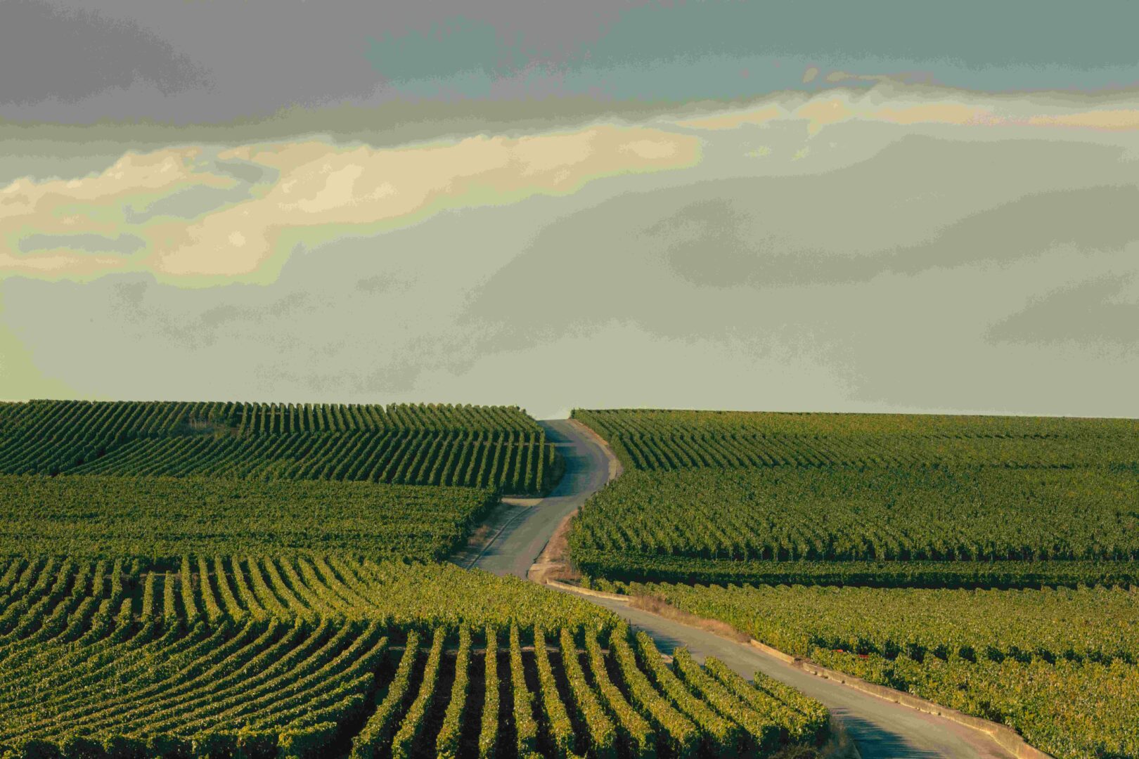 Vignoble Clicquot