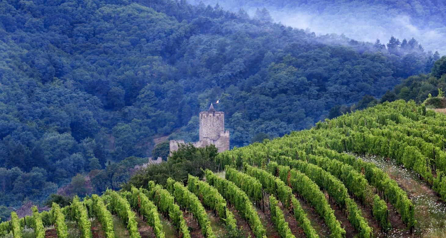 Uncover the best things to do in Kaysersberg: winery and tradition - 2026 - 20 - things to do in kaysersberg things to do in kaysersberg - Uncover the best things to do in Kaysersberg: winery and tradition - 2026 - 19