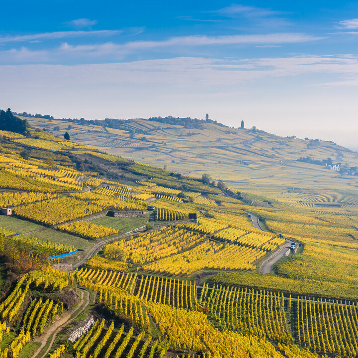 bars à vin de Bordeaux,bars à vin bordeaux - La route des vins de Colmar : entre visites du vignoble et découvertes - 2025 - 9
