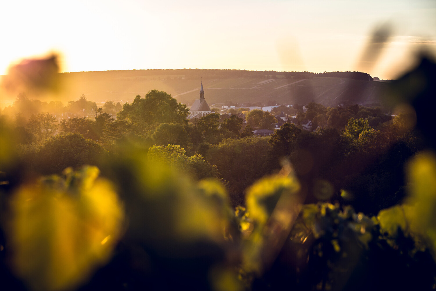 Visiter Chablis, au cœur des vignobles et du patrimoine - 2026 - 2 - visiter chablis, chablis visiter chablis, chablis - Visiter Chablis, au cœur des vignobles et du patrimoine - 2026 - 1