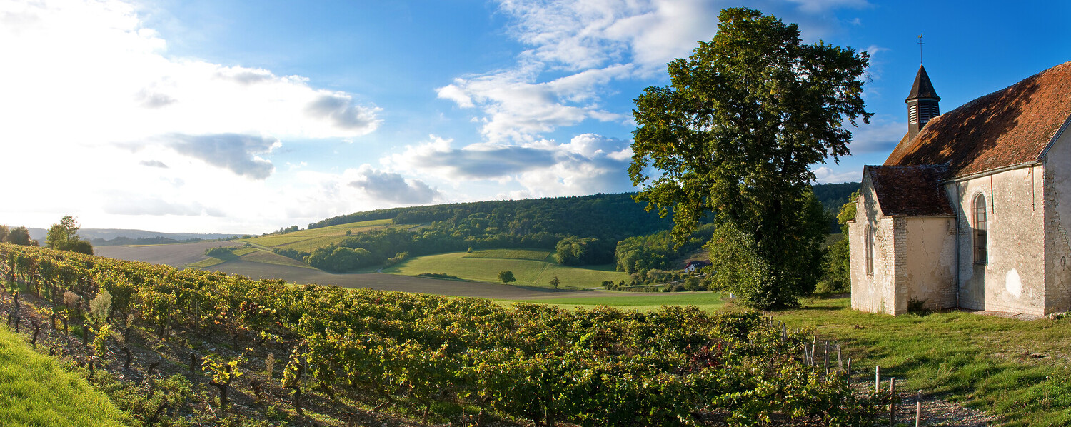 Visiter Chablis, au cœur des vignobles et du patrimoine - 2026 - 9 - visiter chablis, chablis visiter chablis, chablis - Visiter Chablis, au cœur des vignobles et du patrimoine - 2026 - 8