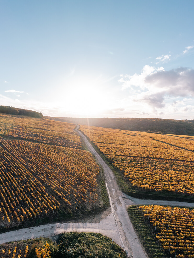 Visiter Chablis, au cœur des vignobles et du patrimoine - 2026 - 12 - visiter chablis, chablis visiter chablis, chablis - Visiter Chablis, au cœur des vignobles et du patrimoine - 2026 - 11