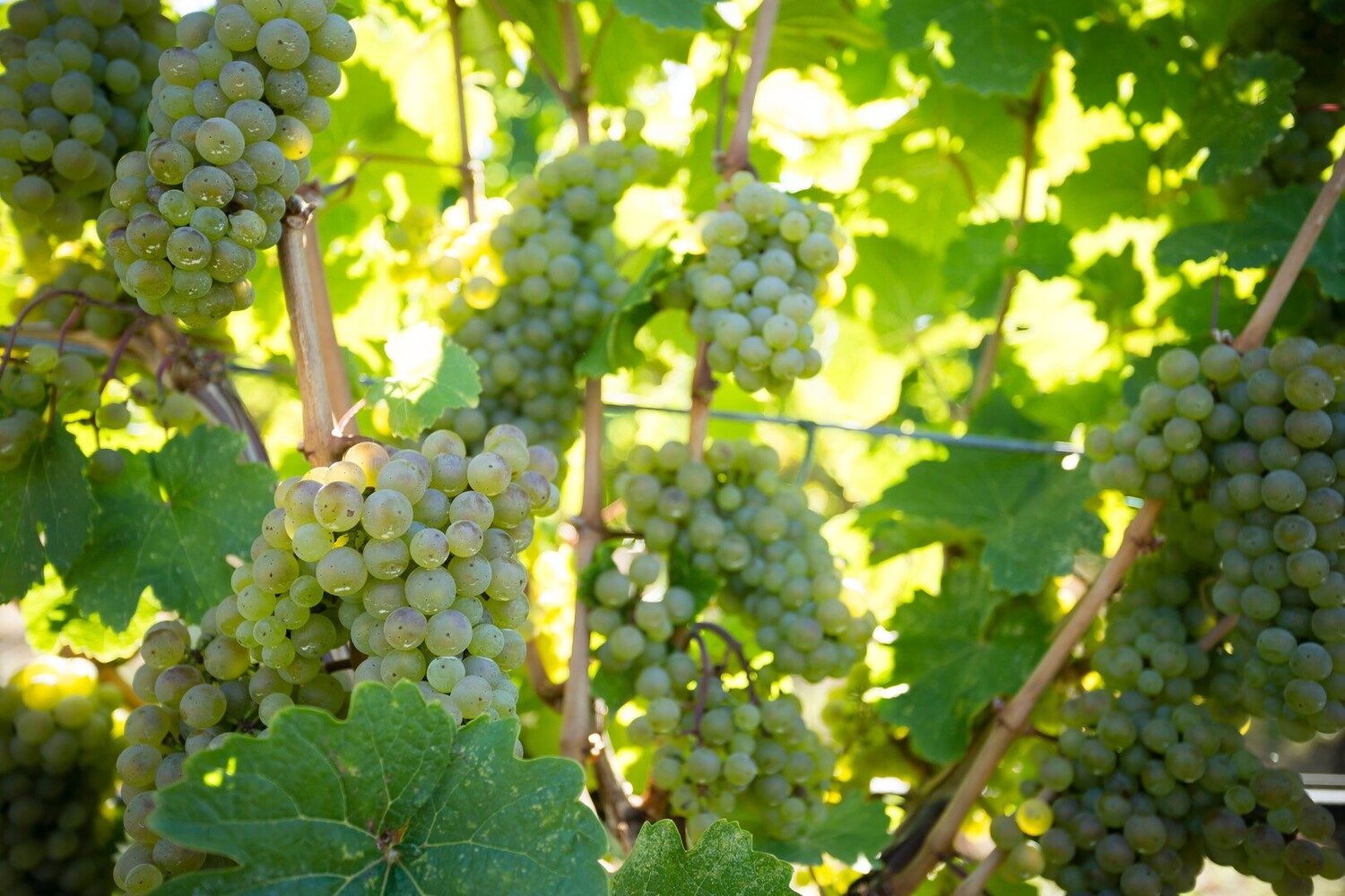 Carte des vins du Cher : Les vins de Loire autour de Sancerre et Bourges - 2026 - 18 - carte des vins du cher carte des vins du cher - Carte des vins du Cher : Les vins de Loire autour de Sancerre et Bourges - 2026 - 17