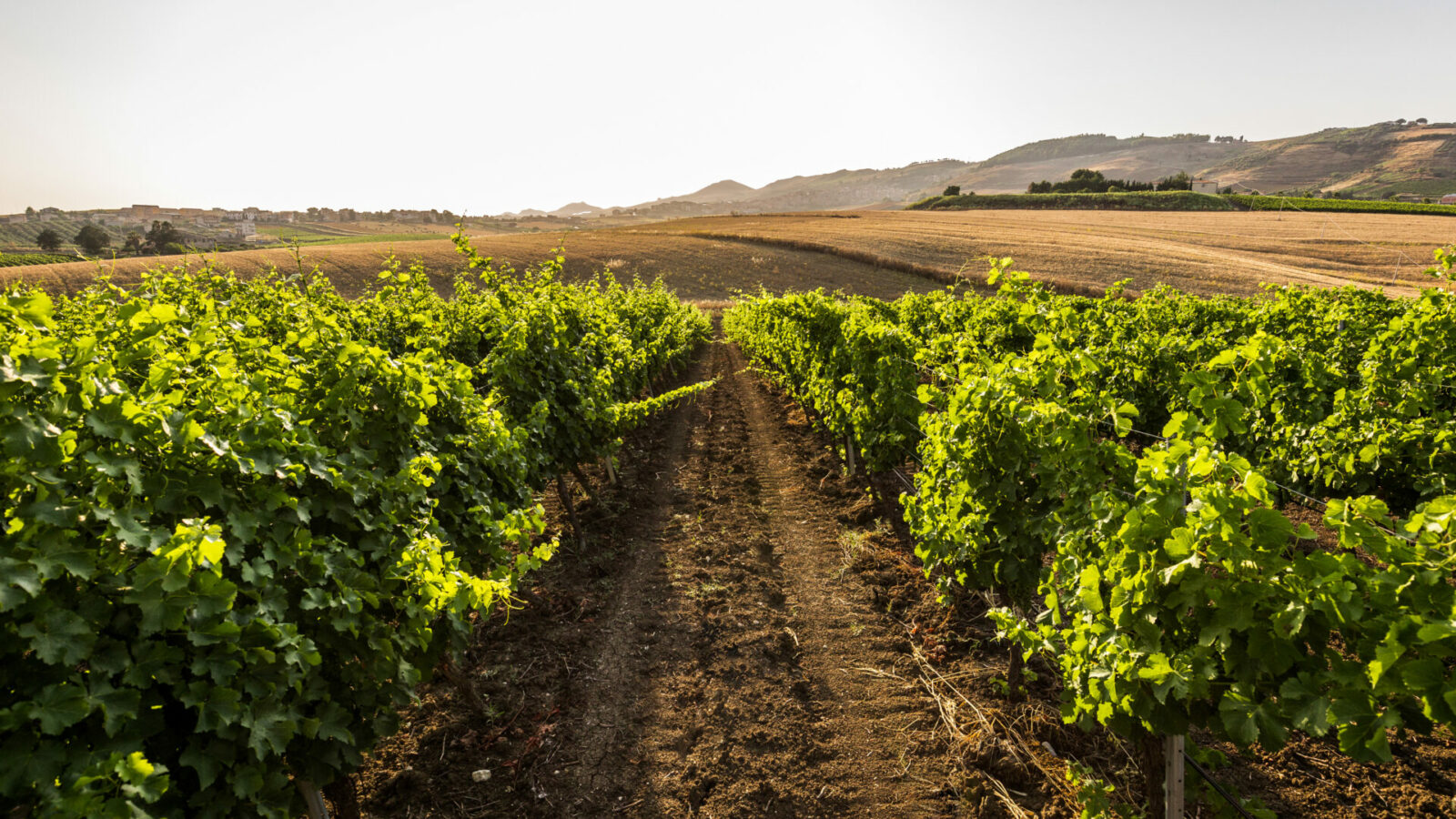 Best Wineries in Sicily Wine Region, Italy Top 5