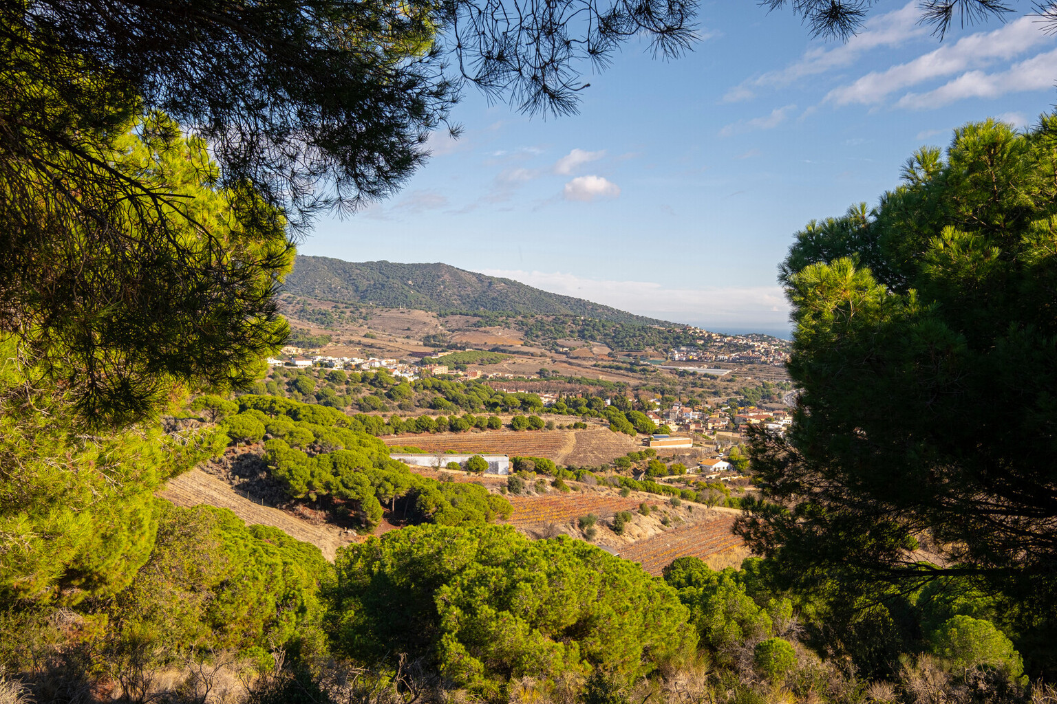 Barcelona Wine Route ⭐️ Your 2026 Catalonia Guide