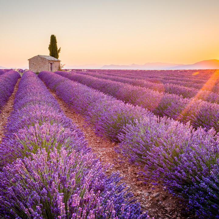 borghi da visitare in toscana,montepulciano,montalcino,borghi più belli in toscana - Cosa vedere in Provenza: fra mare e lavanda - 2025 - 6