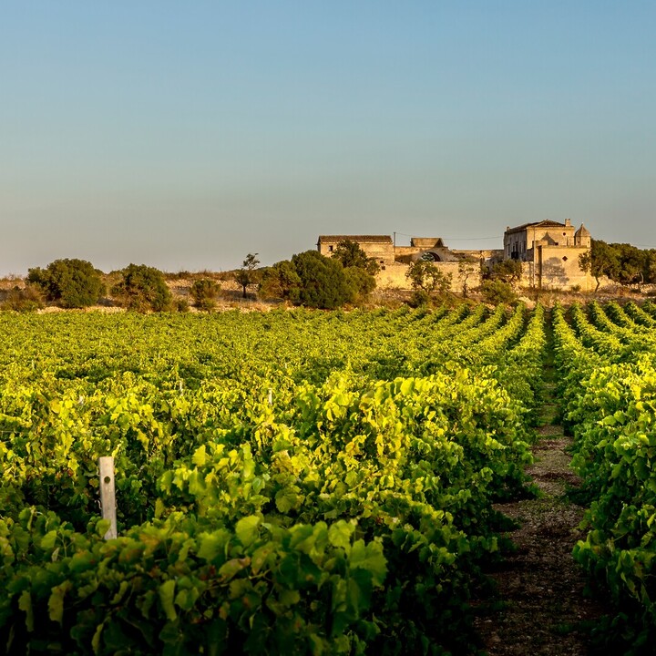 cosa vedere a marsala, cosa fare a marsala, visitare marsala - Cosa vedere a Marsala: luoghi imperdibili - 2025 - 1