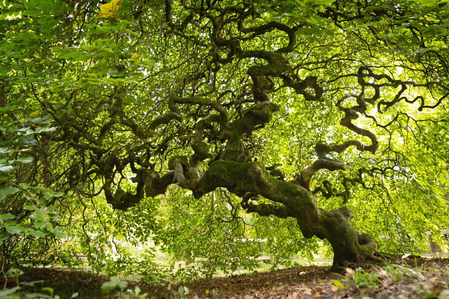 Visiter Reims : Les incontournables à faire dans la cité des sacres - 2026 - 46 - visiter reims visiter reims - Visiter Reims : Les incontournables à faire dans la cité des sacres - 2026 - 45