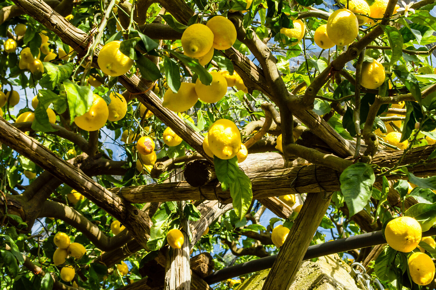 Visit Minori - Visit Minori Italy: Discover the Best Things to Do - 2025 - 3