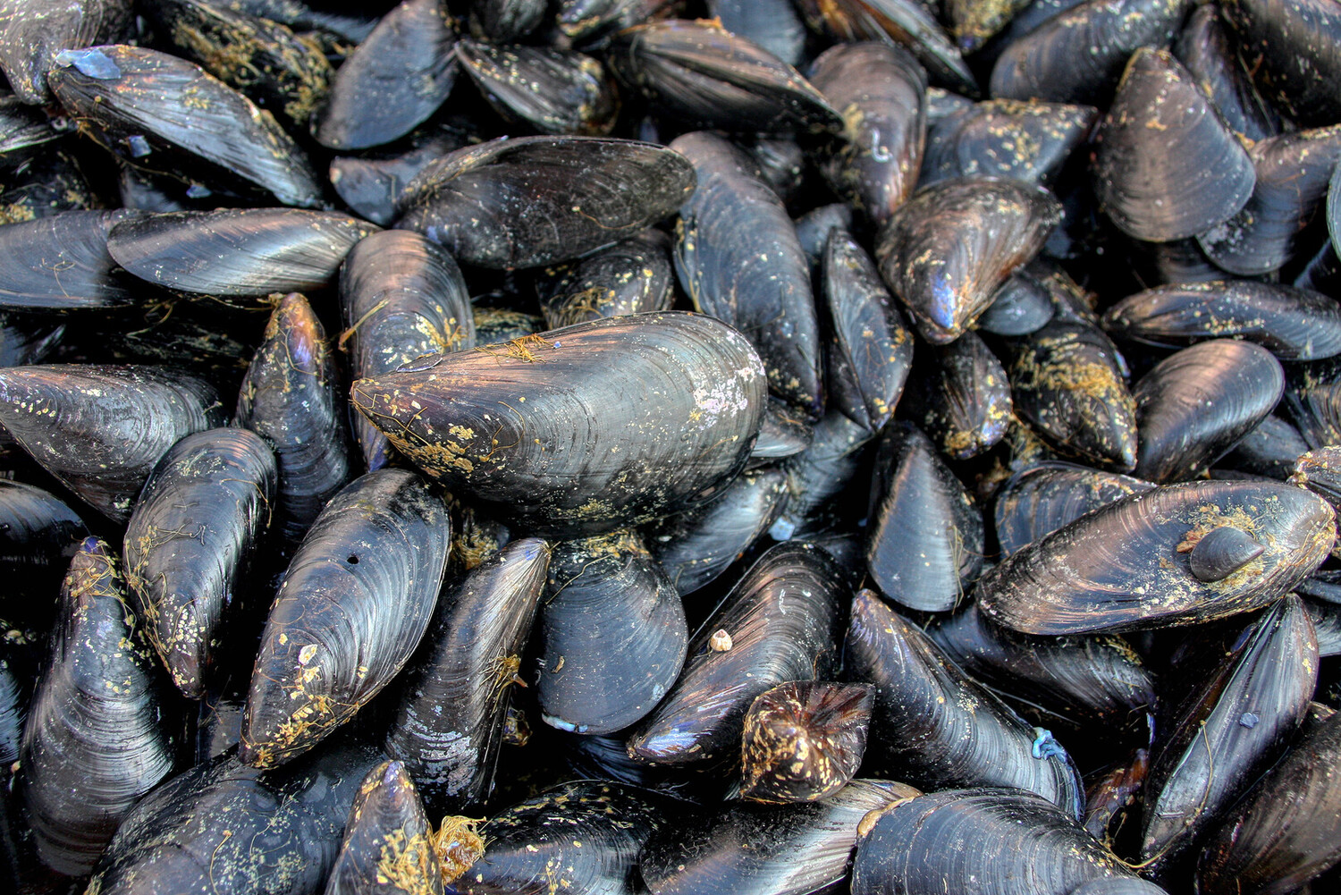 Best Things to Do in Taranto Italy: The City of Two Seas - 2025 - 16 - Things to Do in Taranto Things to Do in Taranto - Best Things to Do in Taranto Italy: The City of Two Seas - 2025 - 15