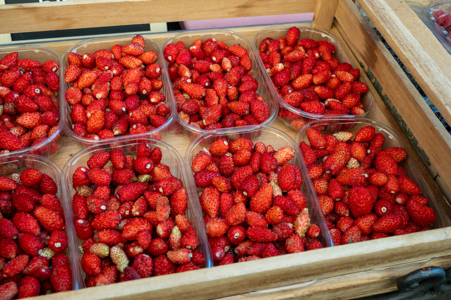 Visit Nemi Italy: Lake Views andStrawberry Delights - 2025 - 8 - Visit Nemi Visit Nemi - Visit Nemi Italy: Lake Views andStrawberry Delights - 2025 - 7