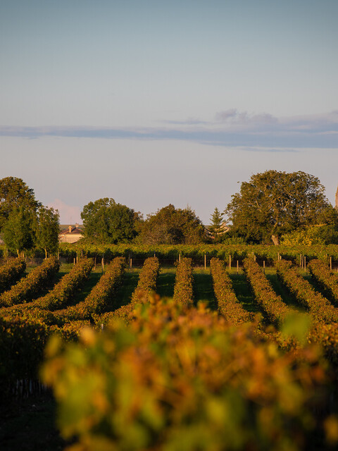 À la découverte des plus beaux villages autour de Cognac - 2026 - 12 - - À la découverte des plus beaux villages autour de Cognac - 2026 - 11