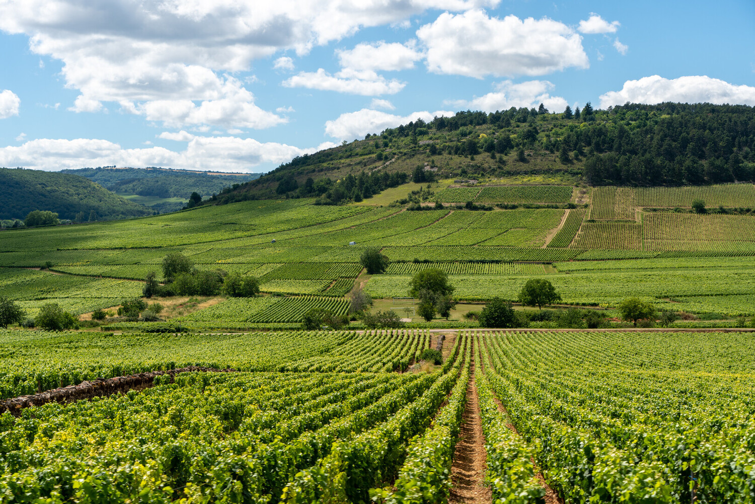 Les Meilleurs Bars à Vin Auxerre : Les immanquables - 2026 - 20 - bars à vin auxerre bars à vin auxerre - Les Meilleurs Bars à Vin Auxerre : Les immanquables - 2026 - 19