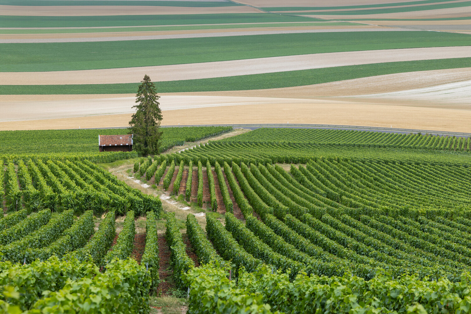 Reims Christmas Market: Champagne, Lights & Festive Magic - 2026 - 29 - Reims Christmas Market Reims Christmas Market - Reims Christmas Market: Champagne, Lights & Festive Magic - 2026 - 28