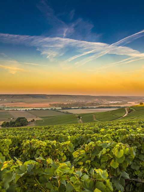 Visiter la Champagne : les plus beaux paysages - 2026 - 2 - - Visiter la Champagne : les plus beaux paysages - 2026 - 1