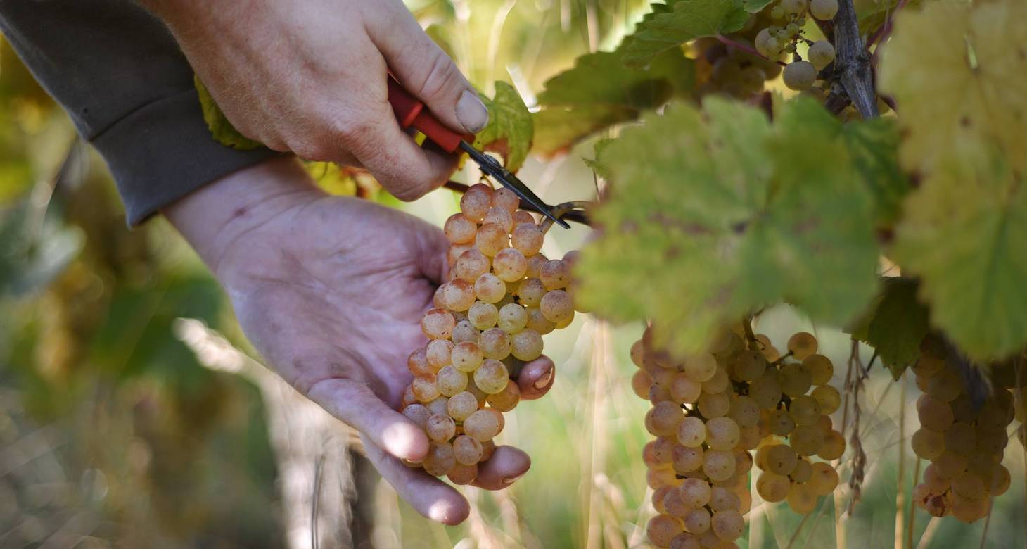 Que faire à Obernai : bonnes adresses et activités lors de votre séjour - 2026 - 31 - que faire à obernai que faire à obernai - Que faire à Obernai : bonnes adresses et activités lors de votre séjour - 2026 - 30