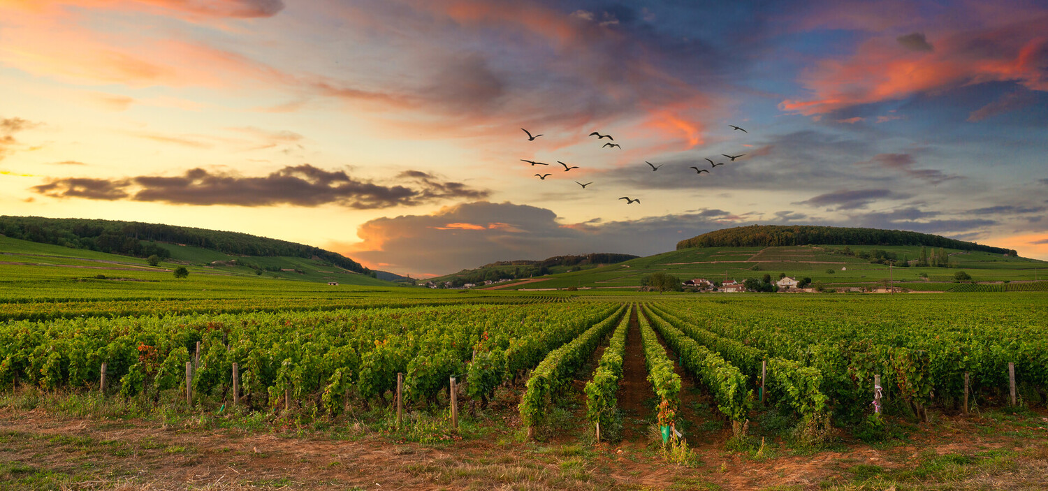 Que faire en Bourgogne ? Les 15 choses incontournables à voir - 2026 - 2 - que faire en bourgogne,où aller en bourgogne que faire en bourgogne,où aller en bourgogne - Que faire en Bourgogne ? Les 15 choses incontournables à voir - 2026 - 1