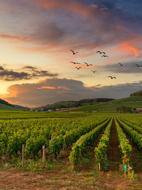 - Que faire en Bourgogne ? Les 15 choses incontournables &agrave; voir&nbsp; - 2026 - 7