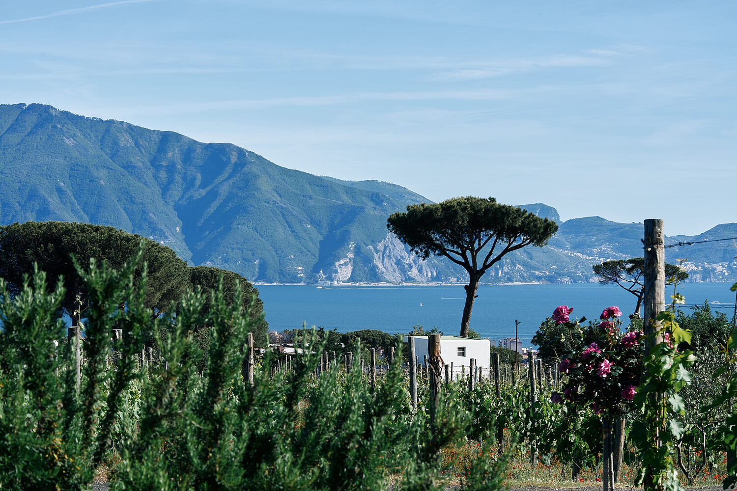Wine Tasting Near Pompeii: Your Guide to Vesuvius Wine Tourism - 2026 - 10 - pompeii wine tasting pompeii wine tasting - Wine Tasting Near Pompeii: Your Guide to Vesuvius Wine Tourism - 2026 - 9