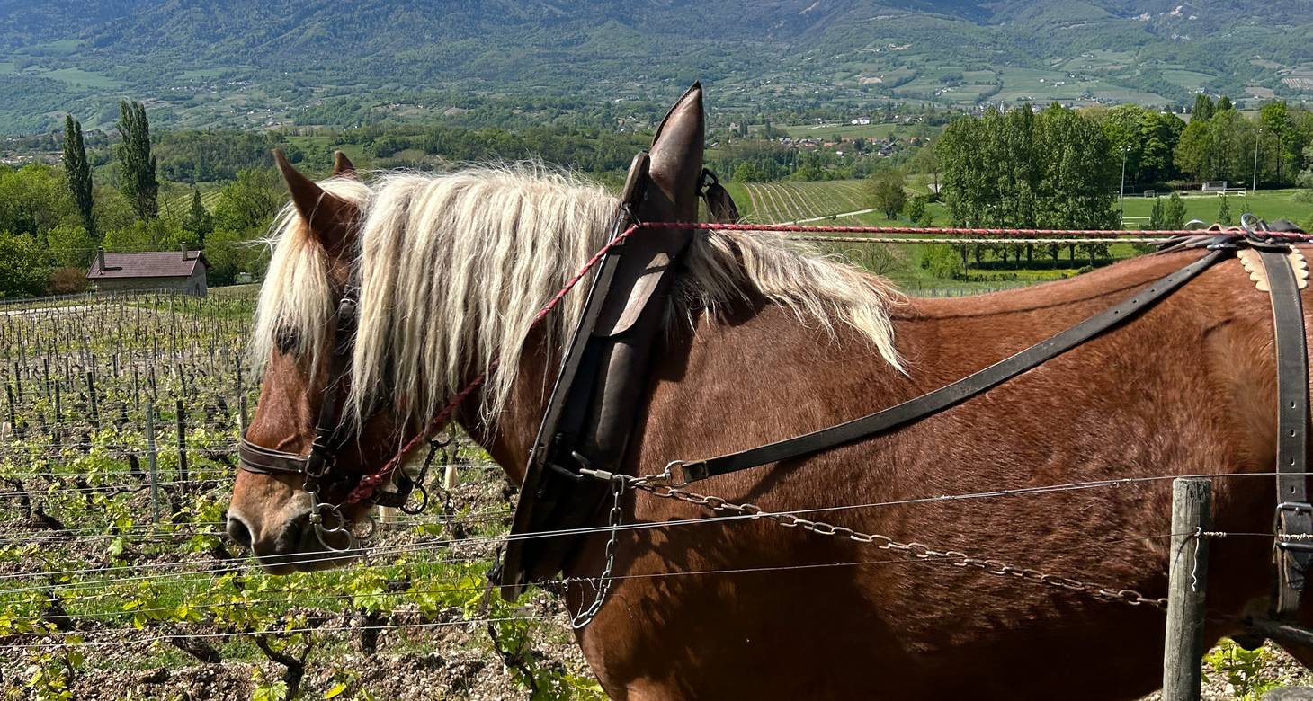 Que faire à Annecy : 5 jours autour du lac - 2026 - 18 - que faire à Annecy que faire à Annecy - Que faire à Annecy : 5 jours autour du lac - 2026 - 17