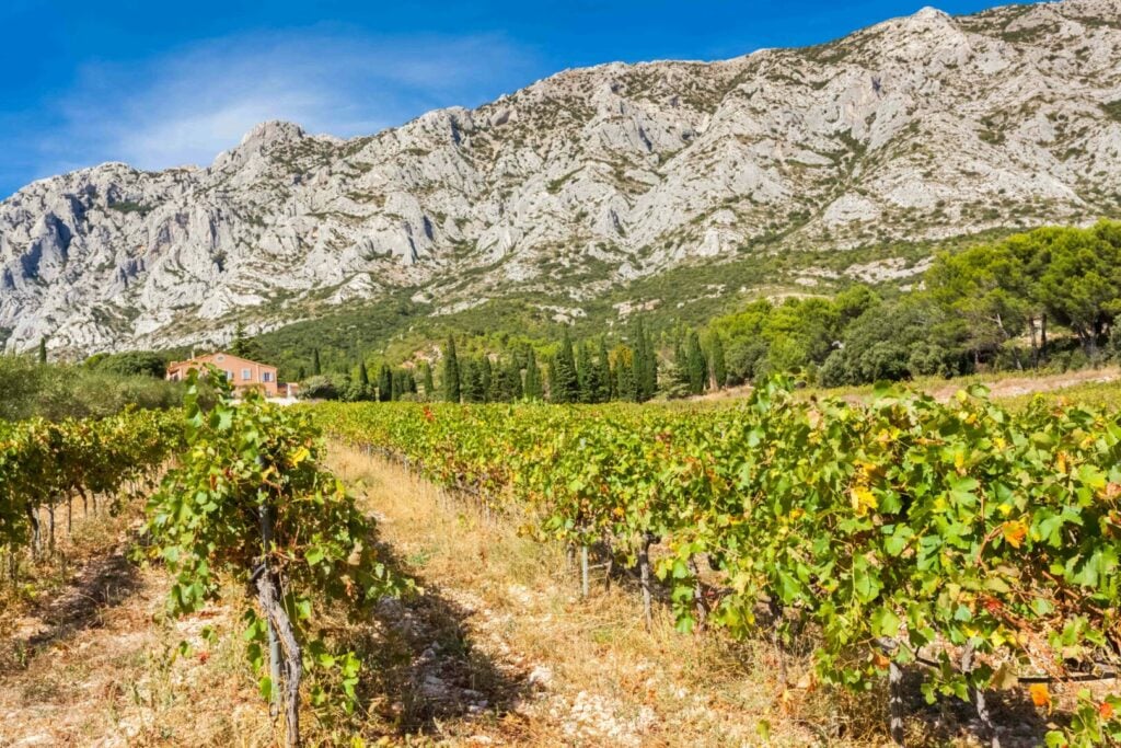 Visiting Saint-Tropez: 12 things to do in Saint Tropez - 2026 - 13 - things to do in saint tropez Vignoble d'aix-en-provence