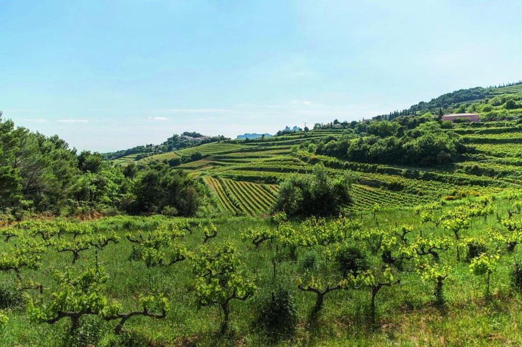 Cosa vedere ad Avignone: lo Splendore della Provenza - 2026 - 15 - cosa vedere ad avignone,visitare avignone Tout a commencé dans le Languedoc-Roussillon pour les vignerons indépendants