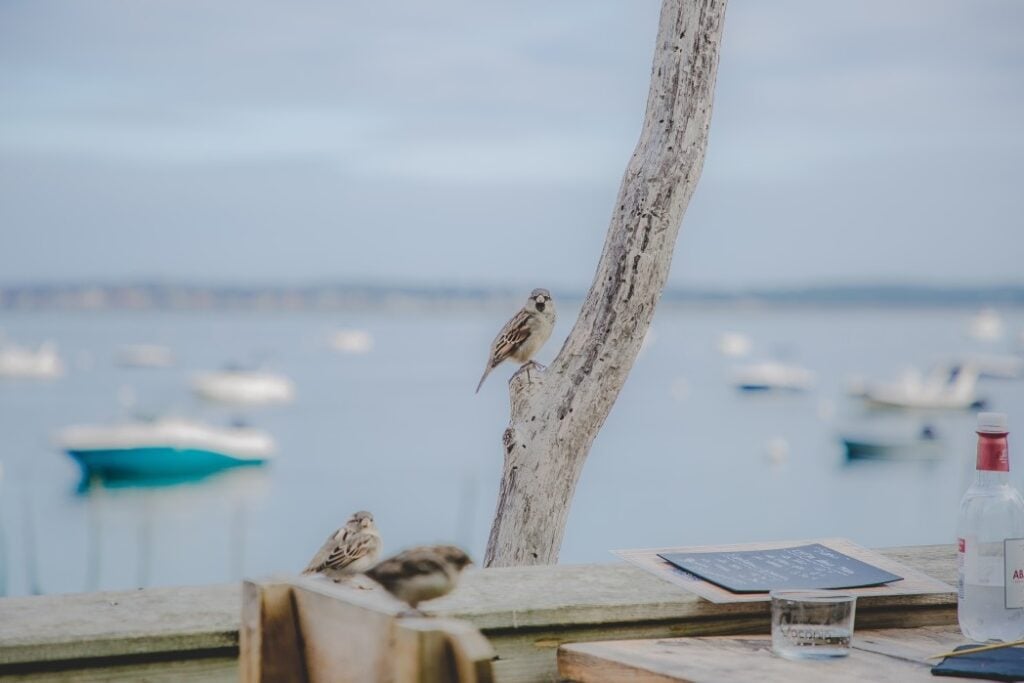 Visiter Arcachon : le joyau du bassin - 2026 - 3 - visiter Arcachon Un oiseau sur du bois flotté avec vue sur la mer