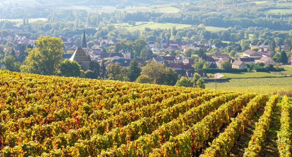 Nos 5 idées pour un week-end oenologie en France - 2026 - 4 - week-end oenologie,week-end oenotouristique,week-end dans les vignes,week end dégustation vin Les vignes de Bourgogne durant un week-end oenologie