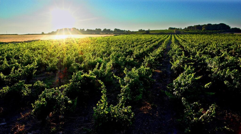 Nos 5 idées pour un week-end oenologie en France - 2026 - 5 - week-end oenologie,week-end oenotouristique,week-end dans les vignes,week end dégustation vin Week-end oenologie dans les vignes du Languedoc