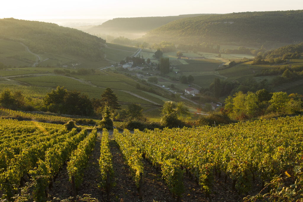 Vineyards near Paris: Top 10 destinations for great day trips - 2026 - 6 - vineyards near paris, french vineyards, wine vineyards near paris france, Champagne house Le vignoble de Bourgogne, l'excellence viticole