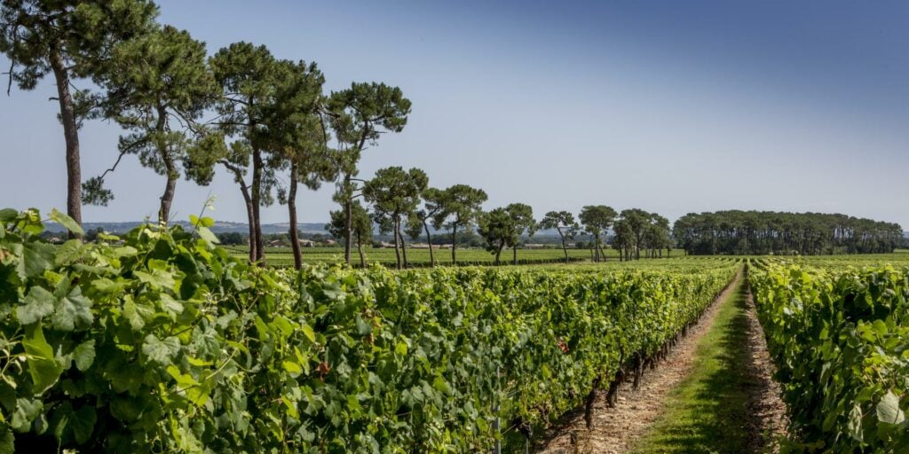 Sur la route des vins de France - 2026 - 9 - route des vins vignoble-de-fronton-campsas-1920x960-1