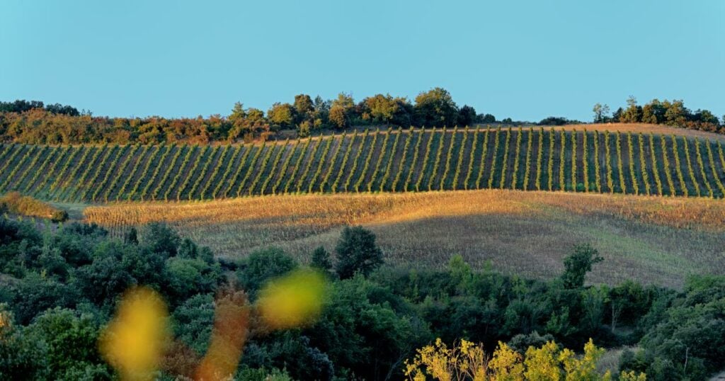 Sur la route des vins de France - 2026 - 10 - route des vins Languedoc.jpg