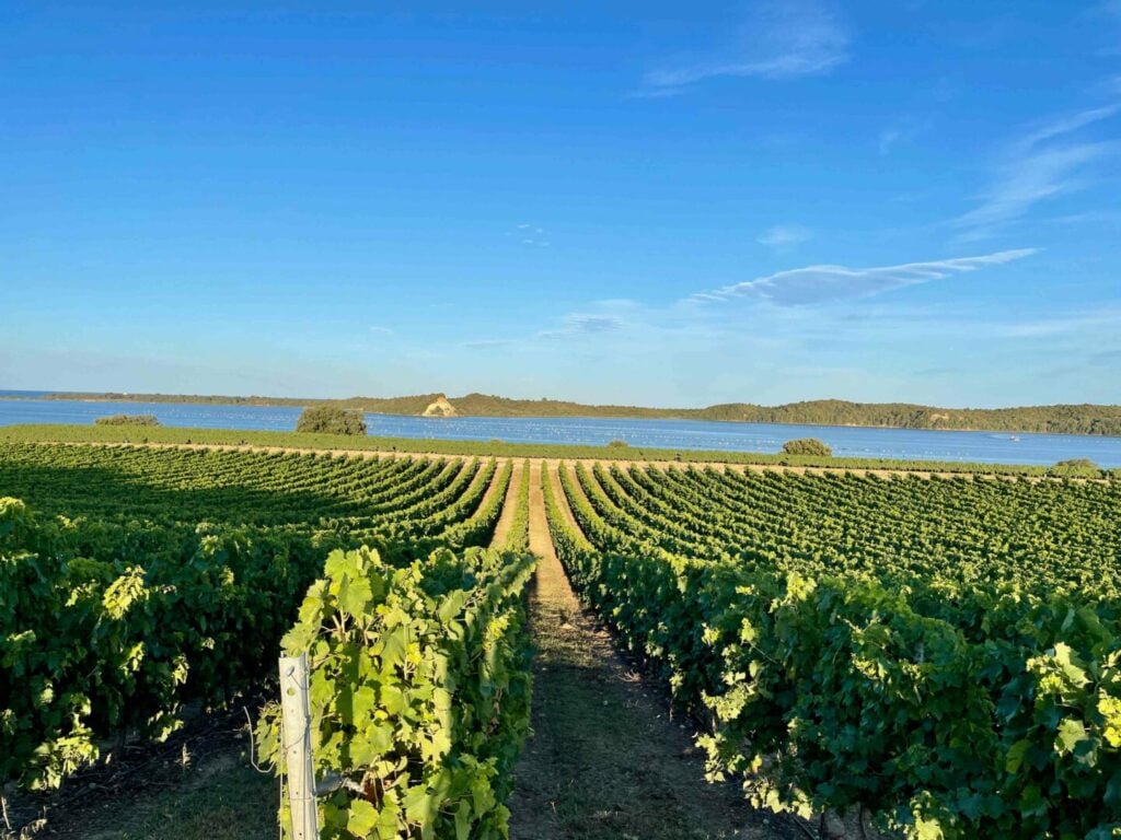 La Route des vins Corses - 2026 - 2 - Corse Vignoble corse et mer