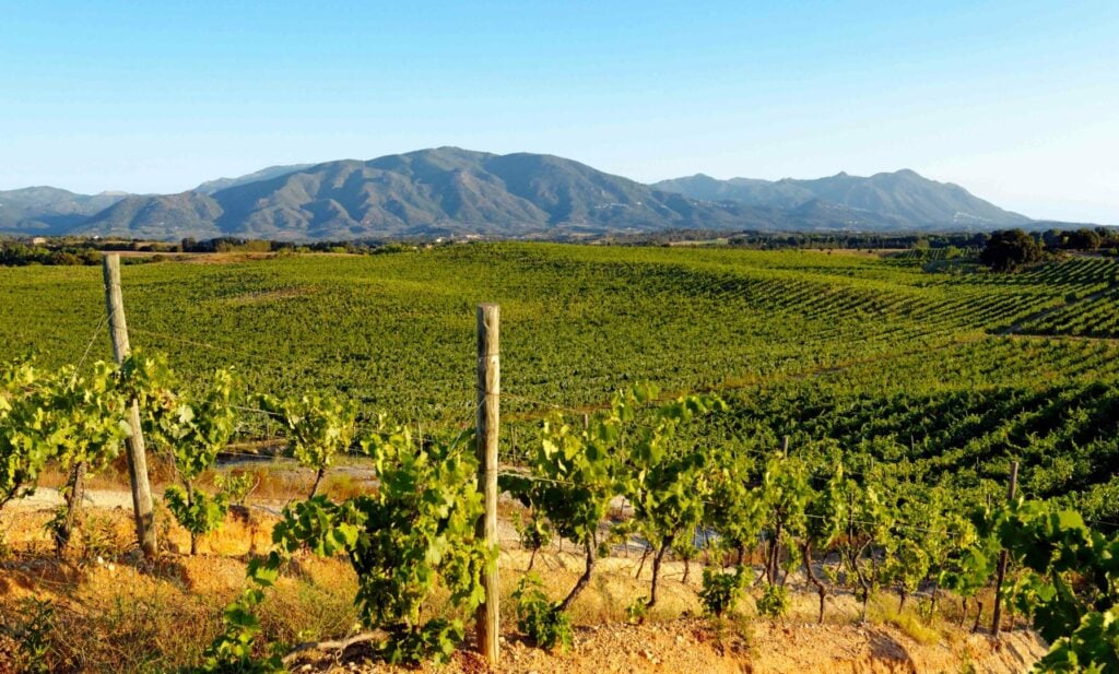 La Route des vins Corses - 2026 - 3 - Corse Vignoble Corse