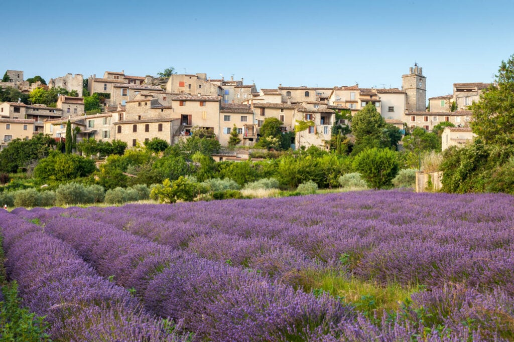 Les visites incontournables à faire dans le Vaucluse - 2026 - 6 - Vaucluse Champ de Lavande