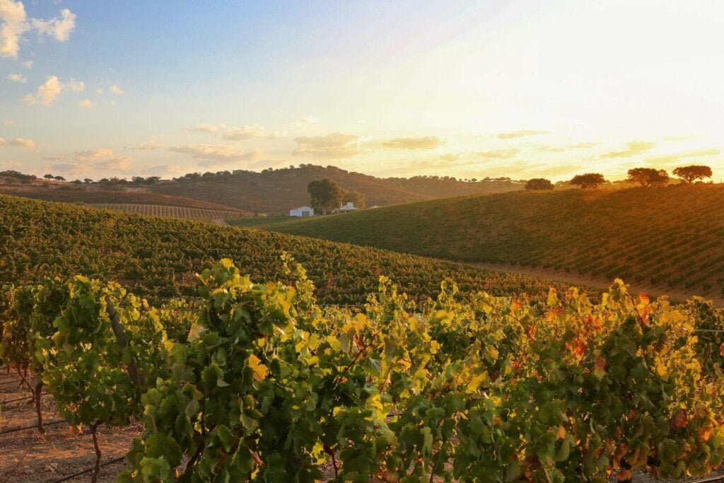 Castelo de Vide: A Quiet Treasure in the Heart of Alentejo - 2026 - 12 - Visit castelo de vide Visit castelo de vide - Castelo de Vide: A Quiet Treasure in the Heart of Alentejo - 2026 - 11