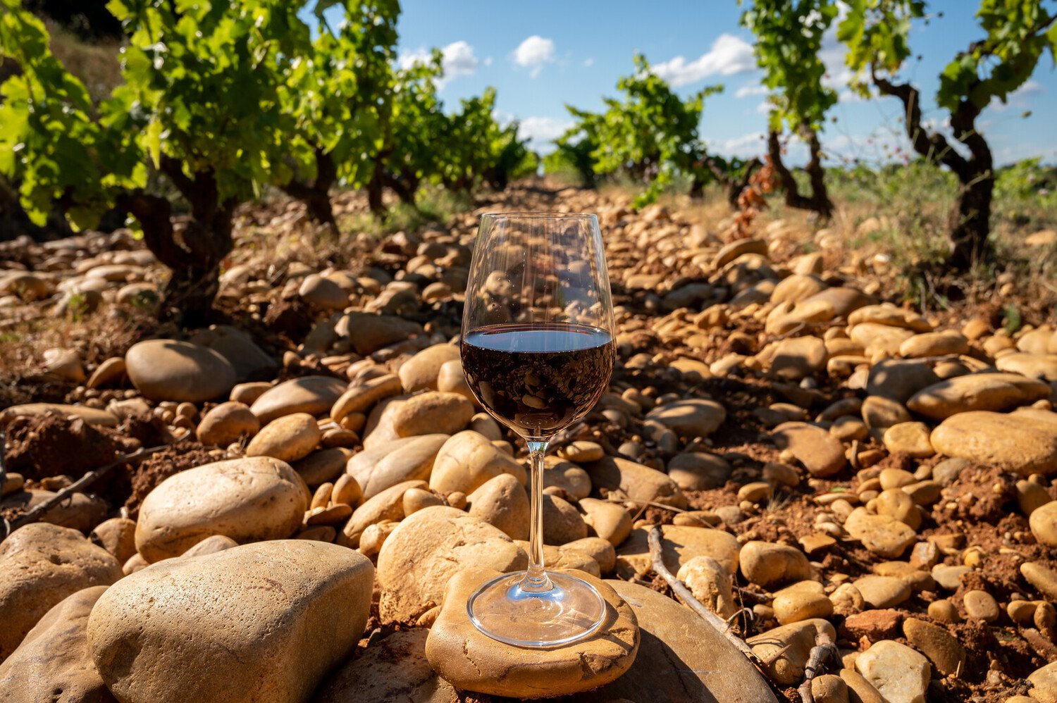 Our selection of the best wine to gift - 2026 - 12 - best wine for gift best wine for gift - Our selection of the best wine to gift - 2026 - 11