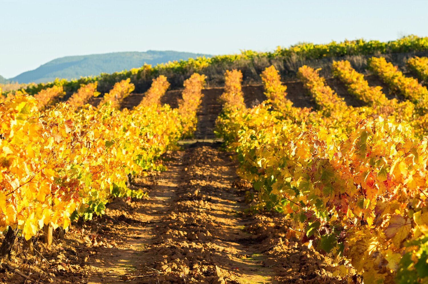 Top Things to Do in Ponferrada Spain: Castles and Wine - 2026 - 12 - things to do in ponferrada things to do in ponferrada - Top Things to Do in Ponferrada Spain: Castles and Wine - 2026 - 11