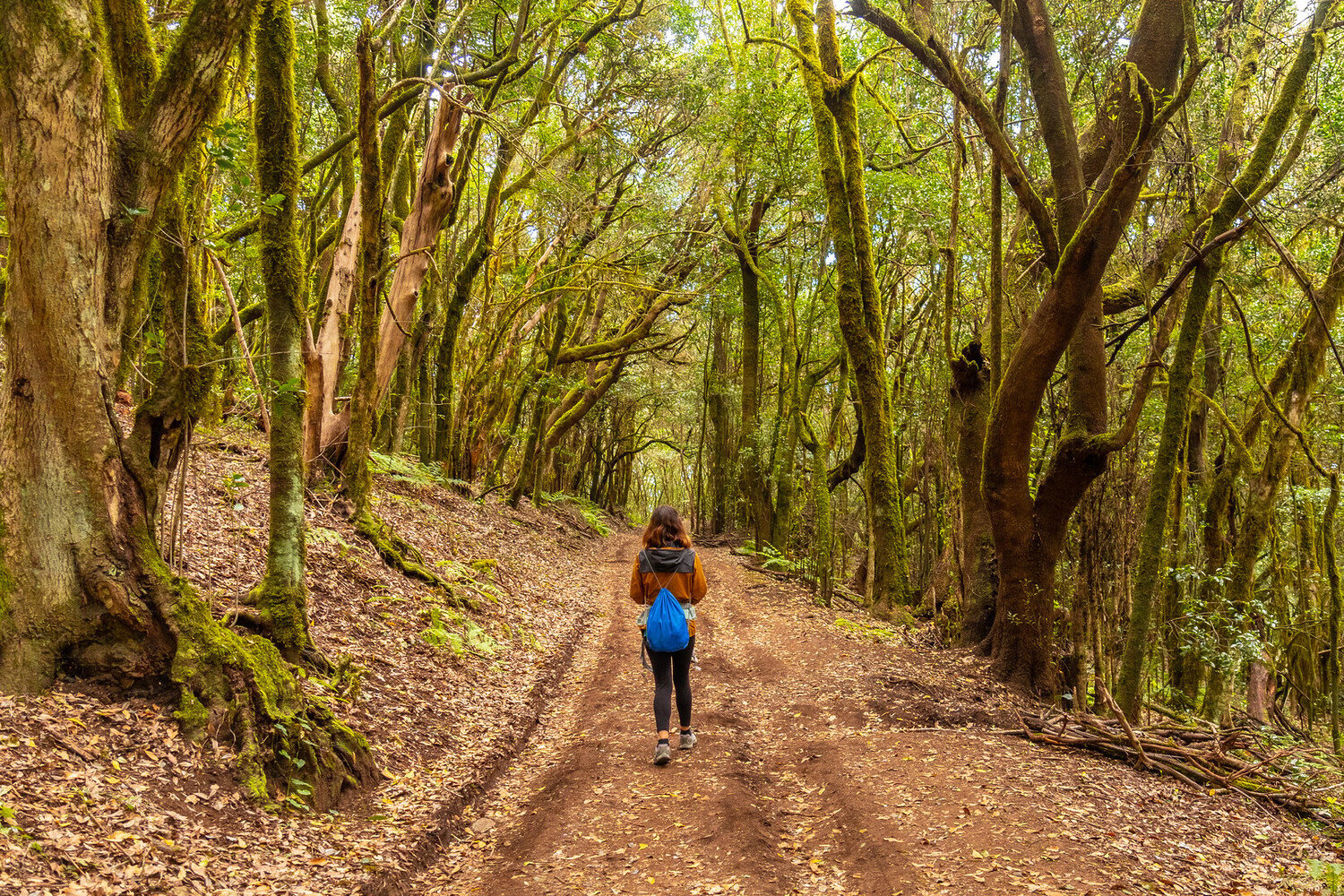 Jungle Trails to Ocean Tales: The Best Things to Do in La Gomera - 2026 - 4 - things to do in La Gomera things to do in La Gomera - Jungle Trails to Ocean Tales: The Best Things to Do in La Gomera - 2026 - 3