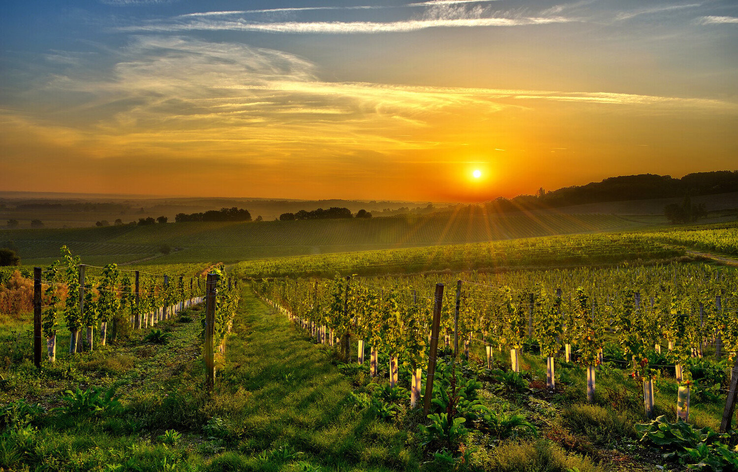 Discover the Best French Wine Regions to Visit - 2026 - 20 - french wine regions french wine regions - Discover the Best French Wine Regions to Visit - 2026 - 19