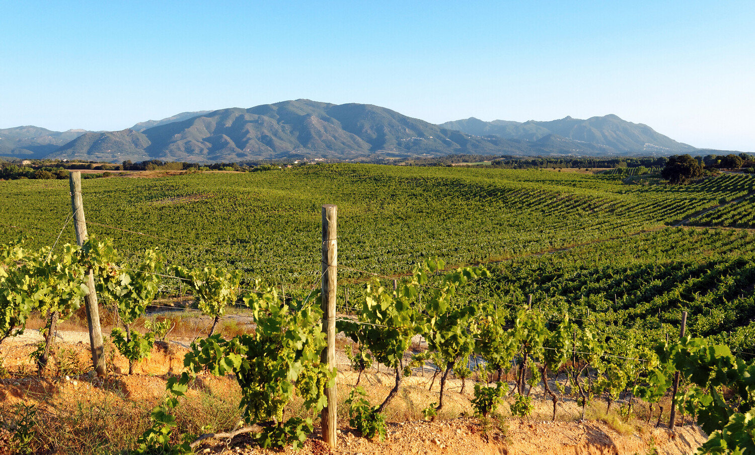 Discover the Best French Wine Regions to Visit - 2026 - 22 - french wine regions french wine regions - Discover the Best French Wine Regions to Visit - 2026 - 21