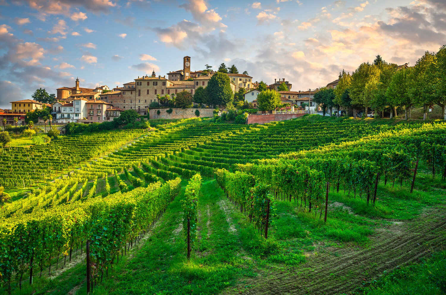 Italian Wine Regions: A Traveler's Guide to the Best Vineyards - 2026 - 5 - italy wine regions italy wine regions - Italian Wine Regions: A Traveler's Guide to the Best Vineyards - 2026 - 4
