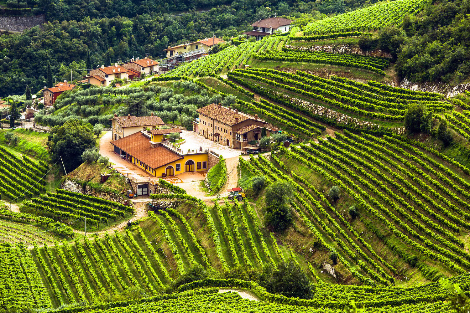 Italian Wine Regions: A Traveler's Guide to the Best Vineyards - 2026 - 7 - italy wine regions italy wine regions - Italian Wine Regions: A Traveler's Guide to the Best Vineyards - 2026 - 6