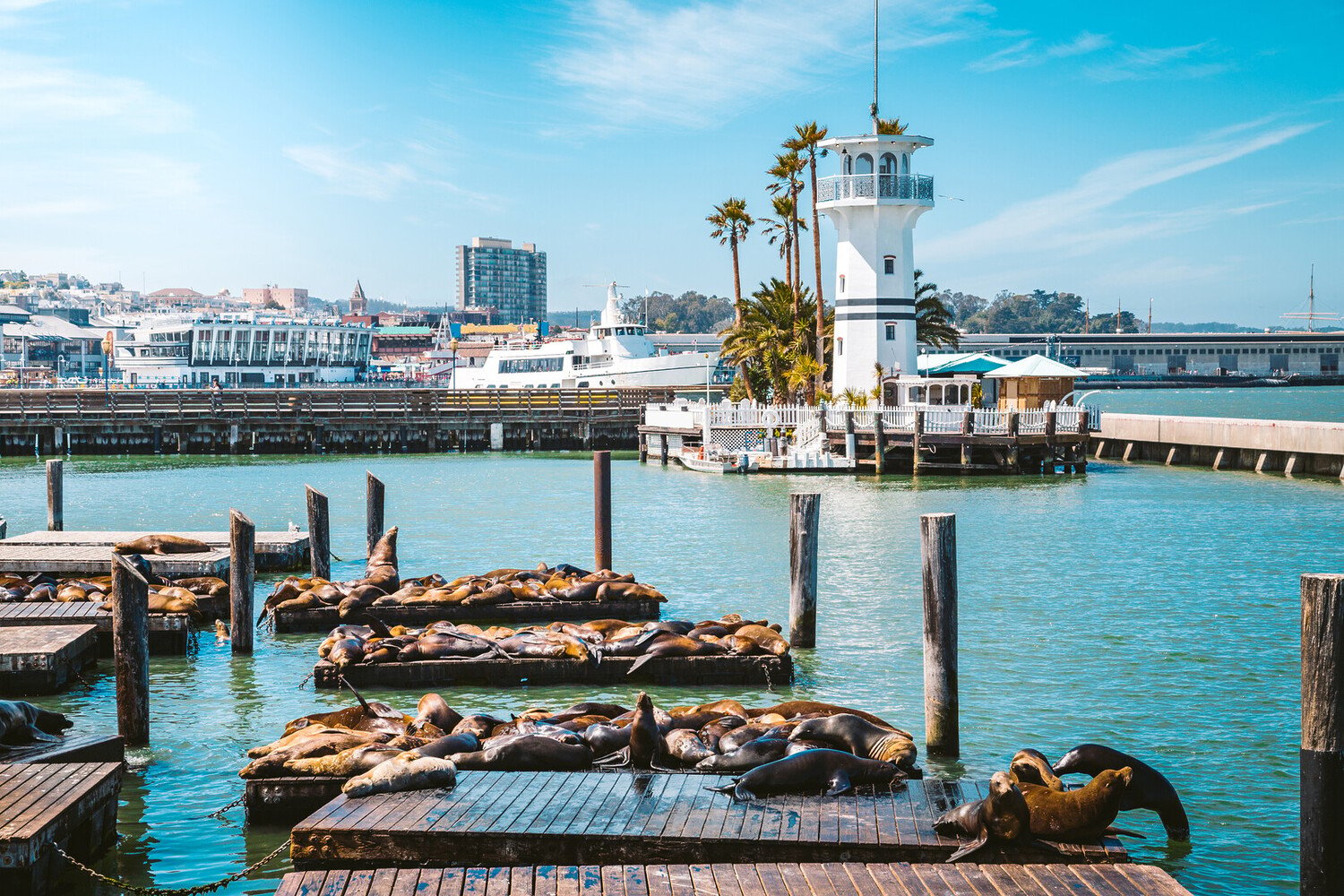Best Things To Do in San Francisco: Your Ultimate Travel Guide - 2026 - 14 - things to do in San Francisco,things to do San Francisco,san francisco things to do things to do in San Francisco,things to do San Francisco,san francisco things to do - Best Things To Do in San Francisco: Your Ultimate Travel Guide - 2026 - 13