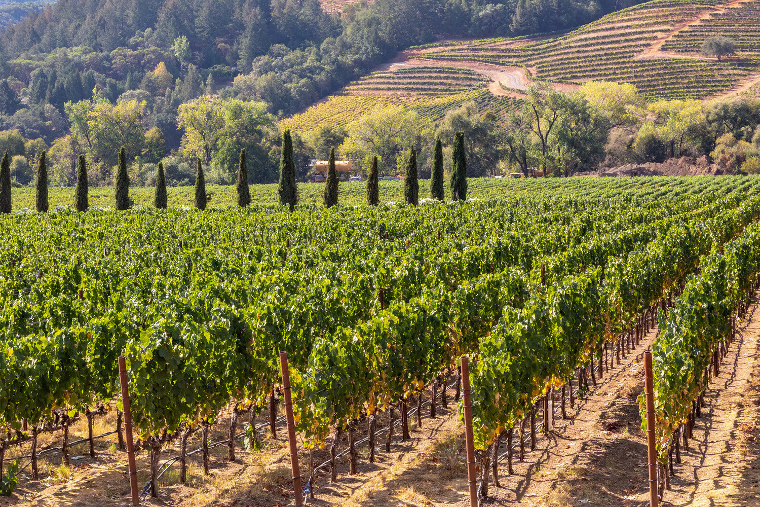 Best Things to Do in Sonoma Valley: From Vineyards to Scenic Trails - 2026 - 10 - - Best Things to Do in Sonoma Valley: From Vineyards to Scenic Trails - 2026 - 9