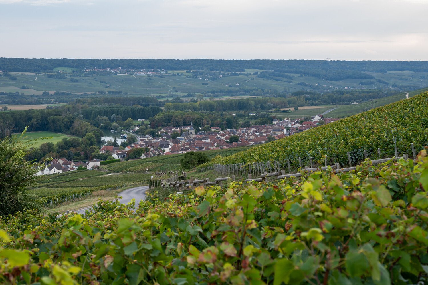 La Route du Champagne : Le meilleure circuit pour découvrir la région - 2026 - 20 - route du champagne route du champagne - La Route du Champagne : Le meilleure circuit pour découvrir la région - 2026 - 19