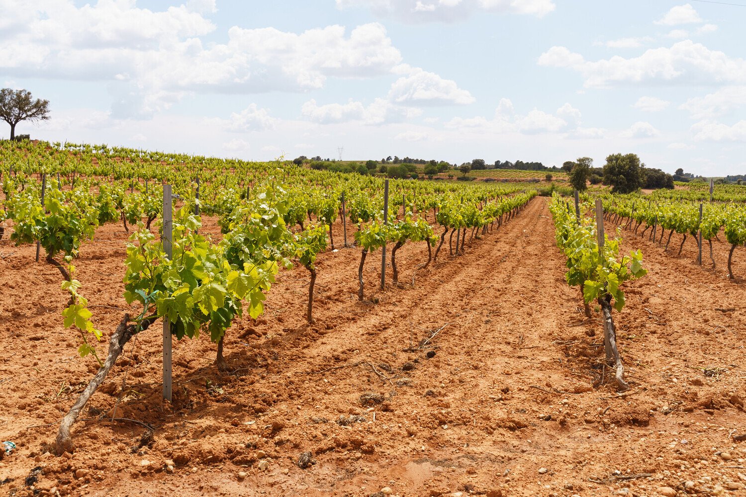 Top Things to Do in Elche: The Essentials For Your Day Trip - 2026 - 20 - things to do in elche things to do in elche - Top Things to Do in Elche: The Essentials For Your Day Trip - 2026 - 19